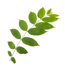 Branch with green leaves isolated on white