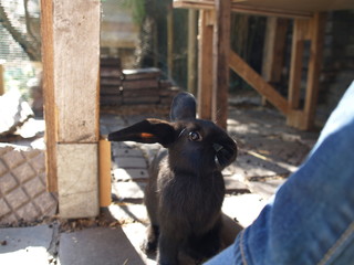 Young rabbit