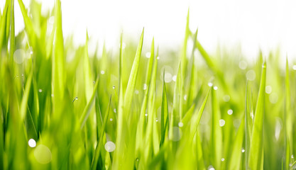 Grass with dew drops.