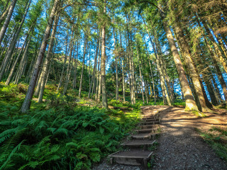 steps of hiking path in beautiful forest on a sunny day