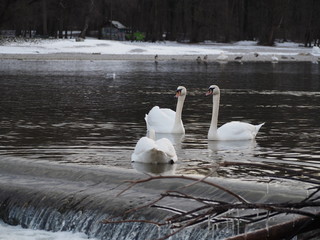 Liebende Schw&auml;ne