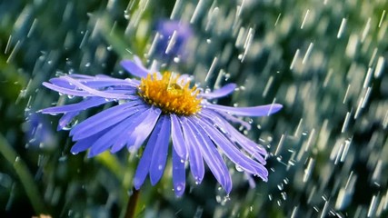 Blue daisy flower under the torents of showering water in summer in slo-mo