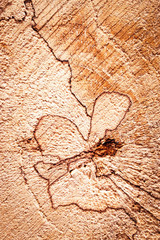 abstract shapes on old beechwood