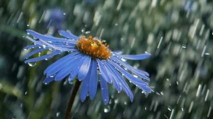 Romantic daisy flower under the streams of showering water in a garden in slo-mo