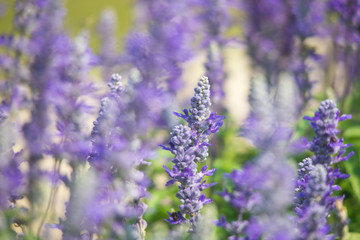Obraz premium field of Victoria Blue salvia flowers