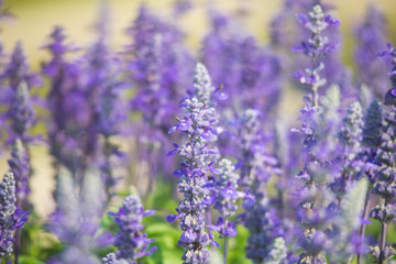 Obraz premium pole kwiatów szałwii Victoria Blue