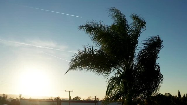 Palm Tree Fronds Blowing in Wind as Glowing Sun Sets in Background, Aerial