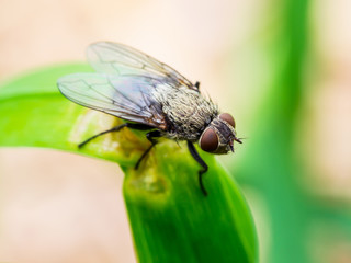 Exotic Drosophila Fruit Fly Diptera Parasite Insect on Plant Leaf