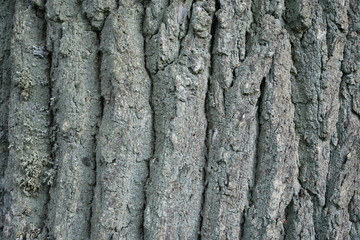 texture bark