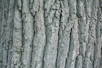 texture bark