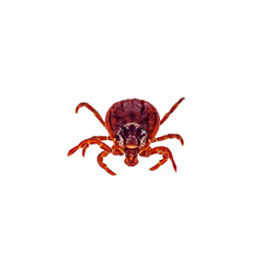 Encephalitis Virus or Lyme Borreliosis Disease or Monkey Fever Infectious Dermacentor Tick Arachnid Parasite Insect Macro Isolated on White