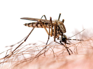Encephalitis, Yellow Fever, Malaria Disease or Zika Virus Infected Culex Mosquito Parasite Insect Macro Isolated on White Background