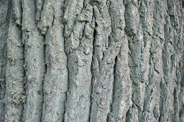 texture bark