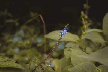 blue rainforest flower