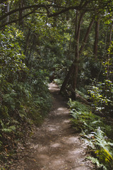 Fototapeta na wymiar hiking in the rainforest