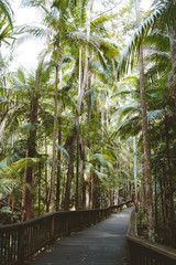 palm trees in the rainforest 