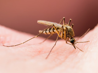 Encephalitis, Yellow Fever, Malaria Disease or Zika Virus Infected Culex Mosquito Parasite Insect on Skin Macro