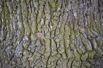 texture bark