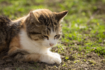 Domestic cat close up.