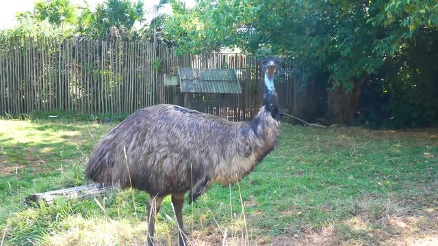 Emu standing in garden