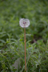 Dandelion with Green Garden Background with soft focus and green bokeh