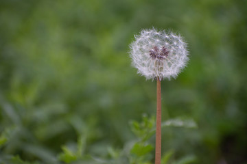 Half Dandelion Green Background with soft green bokeh and soft lighting