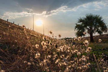 The beauty of the meadow at sunset