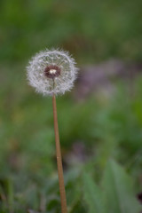 Half Dandelion Green Background with soft green bokeh and soft lighting