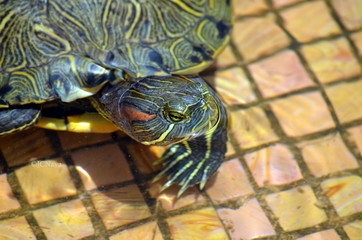 Tortuga
