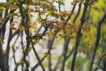 beautiful japanese maple trees in the spring