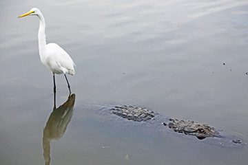 Snowy egret riding alligator, Florida
