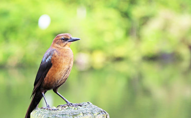 Fototapeta premium Great tailed grackle