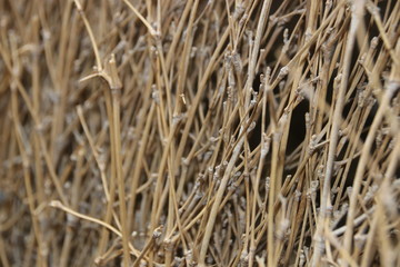Wall Decorated with Bamboo 