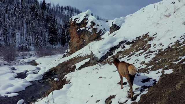 Absolutely stunning aerial footage of a lone elk, walking along a creek, captured in 4K UHD.  Perfect for themed presentations and high quality B-roll.