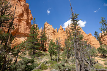 Hoodoos in Bryce Canyon National Park, Utah