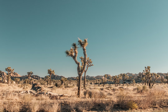 Golden Hour - Joshua Tree National Park - California