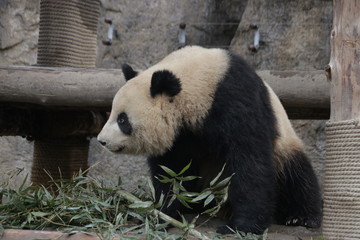Fototapeta premium Ailuropoda melanoleuca,animal,black and white, china, conservation, creature, cub, cuddly, endangered,mammal,ursidae, wildlife, cute, nature, animal, bamboo, asian, wildlife, lovely, playful, beau