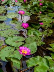 Sea of lotus flower on the pond. Concept of spiritual enlightmen, rebirth and awakening. Selective cocus