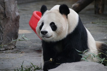 Fototapeta premium Sweet Fluffy Giant Panda name Gong Zhu , Shanghai, China