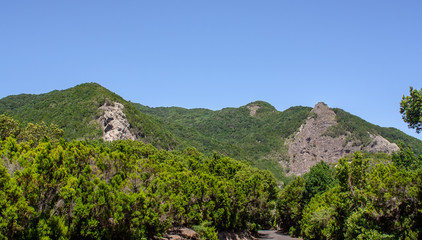 far view to a forest with rocks