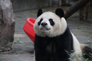 Obraz premium Sweet Fluffy Giant Panda name Gong Zhu , Shanghai, China