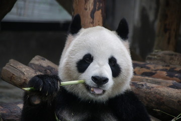 Sweet Fluffy Giant Panda name Gong Zhu , Shanghai, China