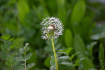 Half Dandelion Green Background with soft green bokeh and soft lighting