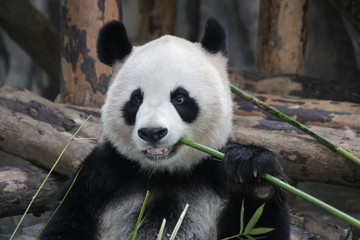 Obraz premium Sweet Fluffy Face of Female Panda name Gong Zhu which means Princess in Chinese, Shanghai, China