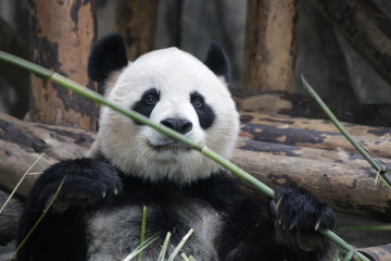 Obraz premium Sweet Fluffy Face of Female Panda name Gong Zhu which means Princess in Chinese, Shanghai, China