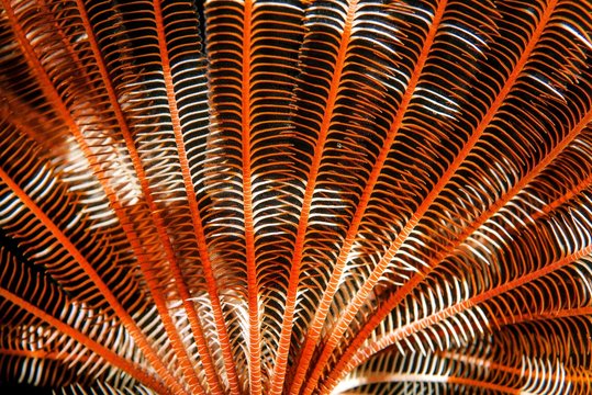 Feather Star or Brown and white crinoid (Lamprometra palmata) Red sea, Sharm El Sheikh, Sinai Peninsula, Egypt, Africa