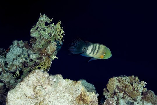 Broomtail wrasse (Cheilinus lunulatus) near coral reef, Red sea, Sharm El Sheikh, Sinai Peninsula, Egypt, Africa