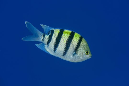 Indo-Pacific sergeant (Abudefduf vaigiensis) floating in blue water, Red sea, Sharm El Sheikh, Sinai Peninsula, Egypt, Africa