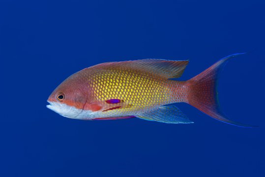Male sea goldie (Pseudanthias squamipinnis) in blue water, Red sea, Sharm El Sheikh, Sinai Peninsula, Egypt, Africa
