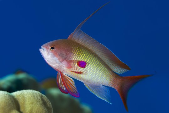 Male sea goldie (Pseudanthias squamipinnis) at coral reef, Red sea, Sharm El Sheikh, Sinai Peninsula, Egypt, Africa